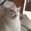 tavox43