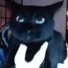 vivipelican