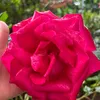 lilia.romdhane