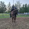 _koniara21