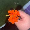 pioonalovely_