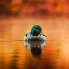 duckinocean