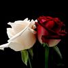 rourourourou770