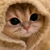suabap_297