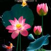 mamun.roshid34