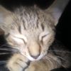 sofi_2006122