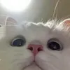 nthlie.vpz_12