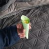 elnyz_