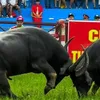 thichduthu896