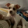 chayito_el_mas_sonso