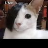 amskie51