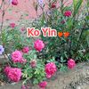 ko.yin3523