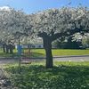 riccimens5
