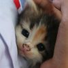 cfor_chua
