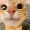 chocoavv_
