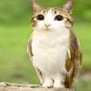 meowl4567