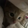 nywycy