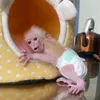 Baby Monkey Family