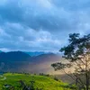 p_lung.view