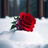 user1310190251509