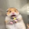 hoaianhnn