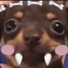 dogsplayvr
