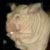 thewrinkledrat
