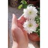 user7550073343179