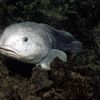 imablobfish2