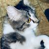 siapayaa____5