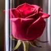 flowerdelivery139