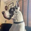 caninekathy