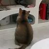 trdatmeb