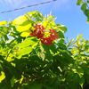 ross.khatun7