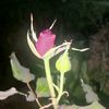 kyaw.zaw.hein164