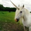 kylalikesunicorns