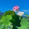 nhuha075
