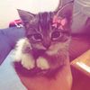 damlaselin123