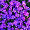 purplelady673