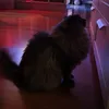 pleasedontletmed0wn