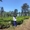 kk4sih