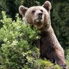 el_oso_hambriento