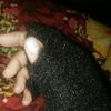 seyad.parisha