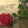 amer.alnasre
