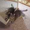 lee.ann.theriault