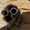 Charlie & Chanel TheSchnauzers