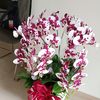 yayukbasuki73
