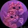 little.cupid_