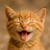 crazycat0173