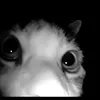 ducky_300